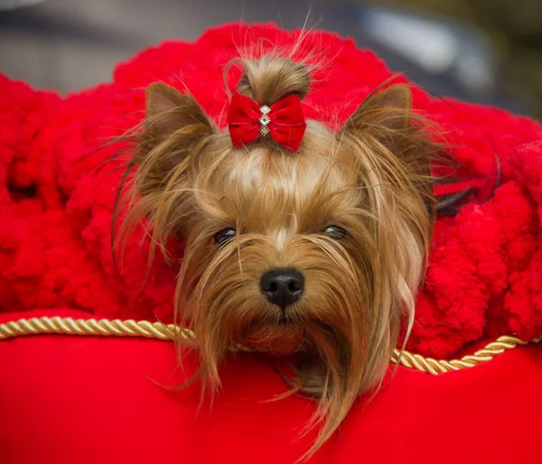 Dog Yorkshire Terrier Ras Een Rode Ligstoel Close — Stockfoto