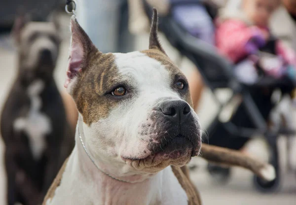 Raza Perros American Staffordshire Terrier Mira Distancia Cerca —  Fotos de Stock