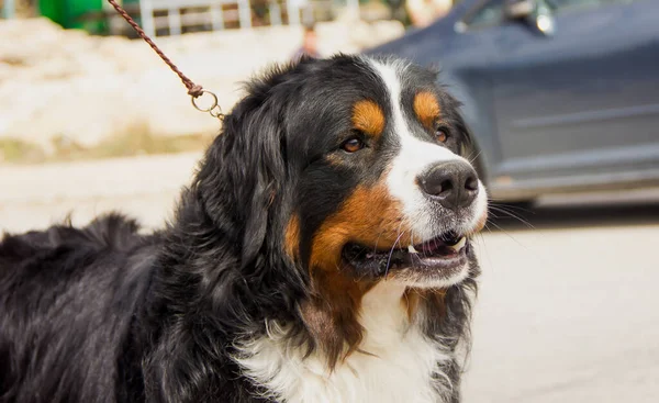 Hondenras Berner Mountain Dog Kijkt Verte Close — Stockfoto