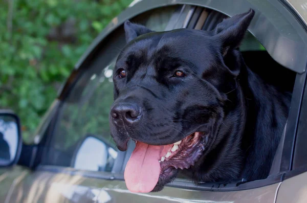 Köpek cins İtalyan Cane Corso arabadan dışarı bakıyor.