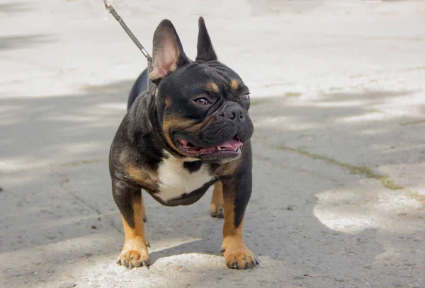 Sokağın Ortasında Bir Rafta Fransız Bulldog Cinsi Köpek — Stok fotoğraf