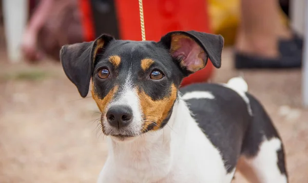 Hondenras Jack Russell Terrier Met Een Expressieve Blik Close — Stockfoto