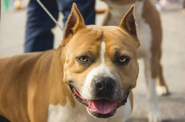 Köpek ırkı Amerikan Staffordshire Teriyeri yakından bakıyor.