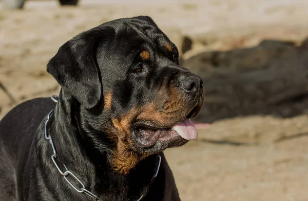 Raza Perro Rottweiler Con Una Mirada Sorprendida Cerca —  Fotos de Stock