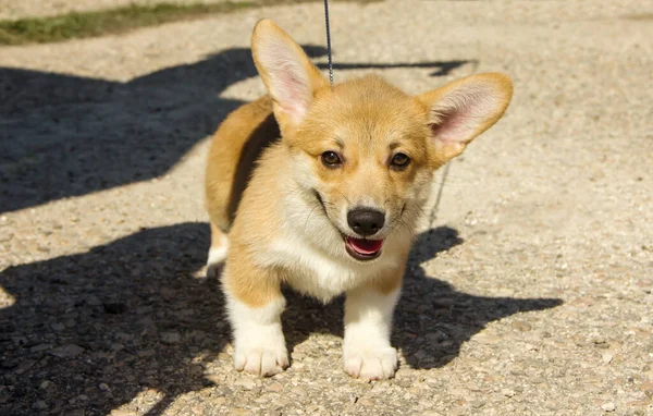 Şirin Galli Corgi Cardigan köpek yavrusu yakından yürüyor.