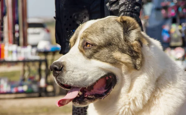 Köpek çifti Orta Asya çoban köpeği Alabai portresi yakın plan