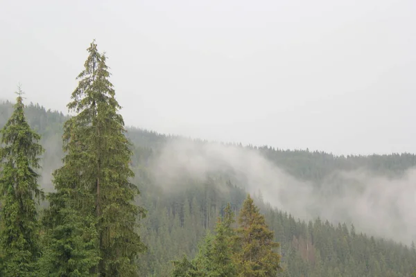 Hermoso Bosque Las Montañas Cuando Usted Camina Aquí Puede Escuchar —  Fotos de Stock