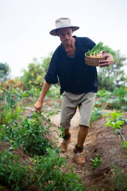 Sebze bahçesinde çalışan genç çiftçi meyve ve sebze yetiştiriyor veya vejetaryen yemekleri pişiriyor.