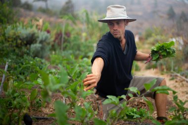 Sebze bahçesinde çalışan genç çiftçi meyve ve sebze yetiştiriyor veya vejetaryen yemekleri pişiriyor.