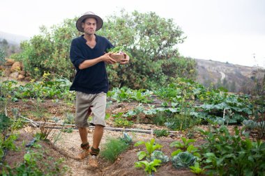 Sebze bahçesinde çalışan genç çiftçi meyve ve sebze yetiştiriyor veya vejetaryen yemekleri pişiriyor.