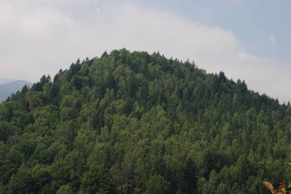 Velkolepost Karpat Lesů — Stock fotografie