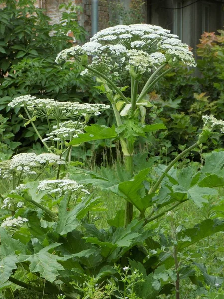 Borschivnik Sosnowski Heracleum Sosnowskyi Manden Uma Planta Venenosa Perene Família — Fotografia de Stock