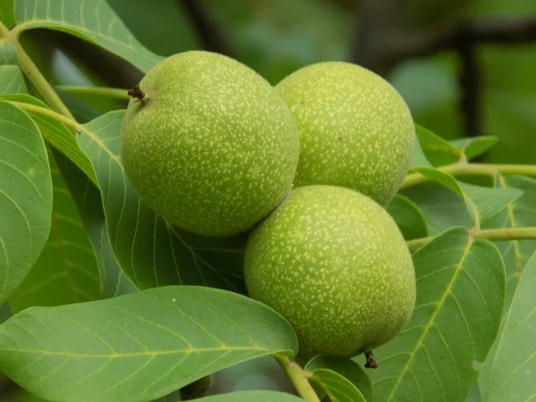 Noce Noce Anche Noce Greco Juglans Regia — Foto Stock