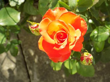 Kırmızı gül (Latince Rosa L.) veya hipster