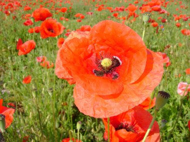 Haşhaş vahşi (Latince Gelincik (bitki); haşhaş alan, babacık, haşhaş)