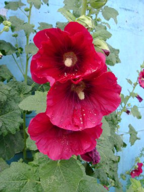 Kalachiki veya Malva (Malva)