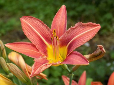 Lilia (Lilium, Ukrayna halk adı zambak)