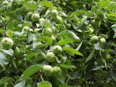 Applewood Papierivka (Alabastrovye, Calvay beyaz Royal)