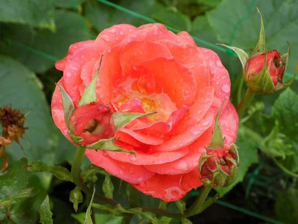Czerwona Róża Łacińska Rosa Lub Hipster — Zdjęcie stockowe