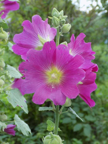 Kalachiki Malva Malva — Photo