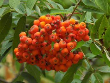 Genel Rowan (Sorbus aucuparia)