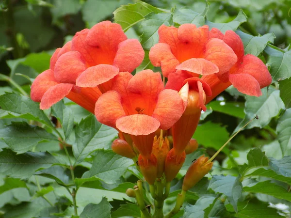 Campsis Verwurzelt Lateinisch Campsis Radicans Tycoma Tecoma — Stockfoto