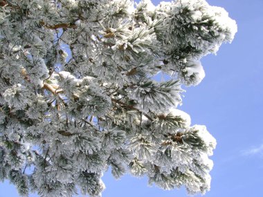 Kış orman, genel görünümü