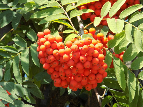Common rowan (Sorbus aucuparia)