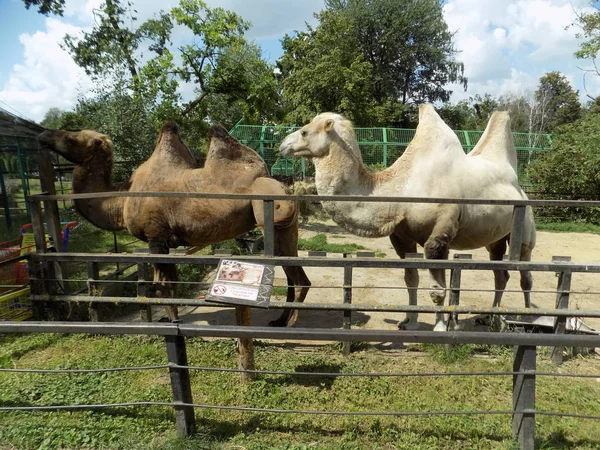 Бактрийский Двухгорбый Верблюд Верблюд Пржевальского Camelus Bactrianus — стоковое фото