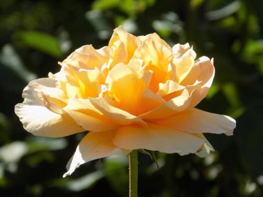 Sarı gül (Latince Rosa L.), ya da hipster