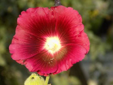 Kalachiki veya Malva (Malva)