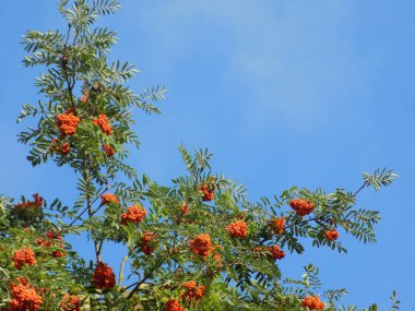 Genel Rowan (Sorbus aucuparia)