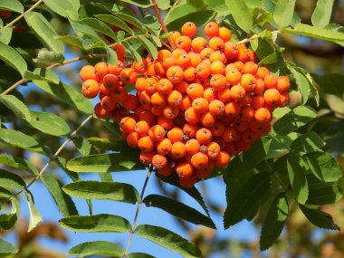 Genel Rowan (Sorbus aucuparia)