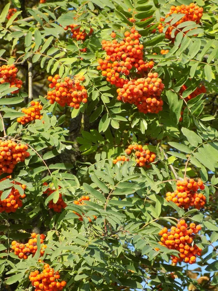 Rowan Commun Sorbus Aucuparia — Photo