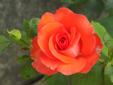 Kırmızı gül (Latince Rosa L.) veya hipster