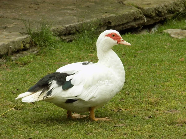 Musikalische Ente Cairina Moschata Fichte — Stockfoto