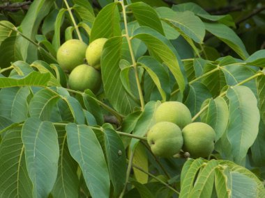 Ceviz ceviz (Ayrıca ceviz Yunanca, Juglans regia L.)