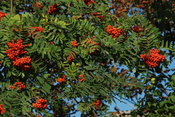 Обыкновенная Рябина Sorbus Aucuparia — стоковое фото