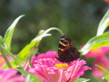 Ziniya (Latince Znnia) ve kelebek Suncewick tavus kuşu göz, Sanctuary tavus kuşu (Inachis g/ç)