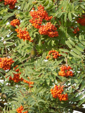 Genel Rowan (Sorbus aucuparia)