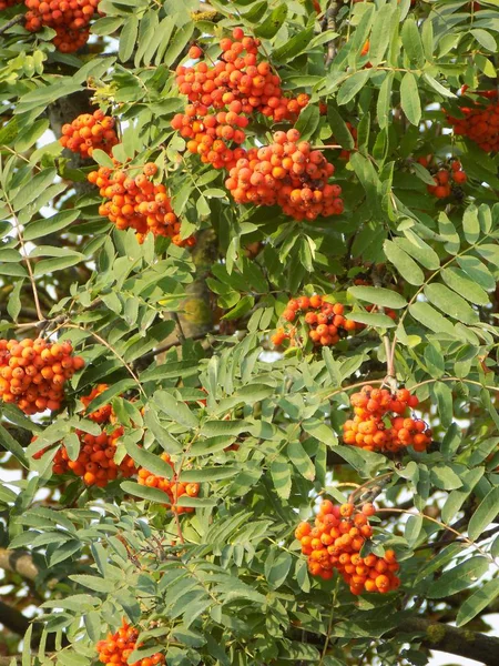 Genel Rowan (Sorbus aucuparia)