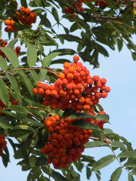 Ruan Común Sorbus Aucuparia —  Fotos de Stock