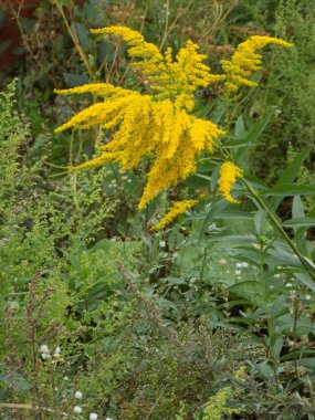 Altın baca şapkası Kanada (Latince Solidgo canadnsis)