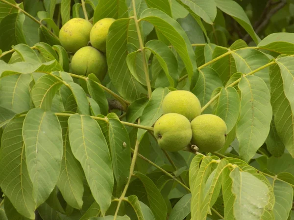 Ceviz ceviz (Ayrıca ceviz Yunanca, Juglans regia L.)