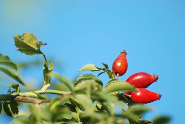 Köksap yaygındır veya (Rosa canina L köpek.)