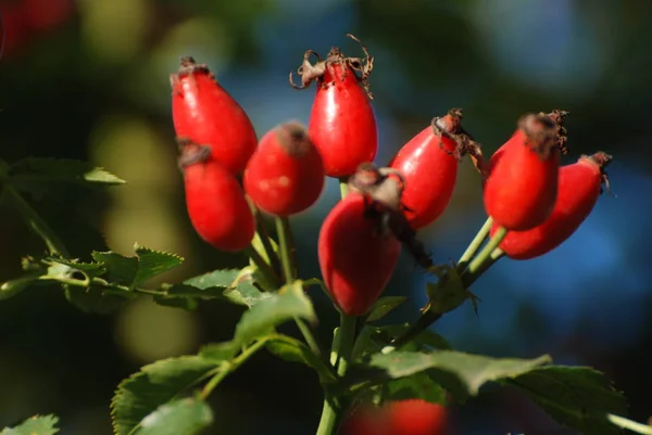 Rhizome Comune Cane Rosa Canina — Foto Stock