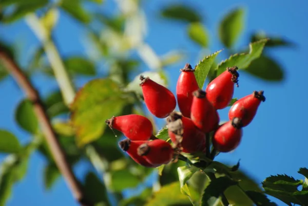 Köksap yaygındır veya (Rosa canina L köpek.)