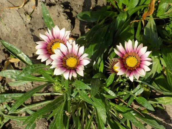 Gerbera Latijnse Gerbera Het Geslacht Van Overblijvende Grassen Uit Familie — Stockfoto