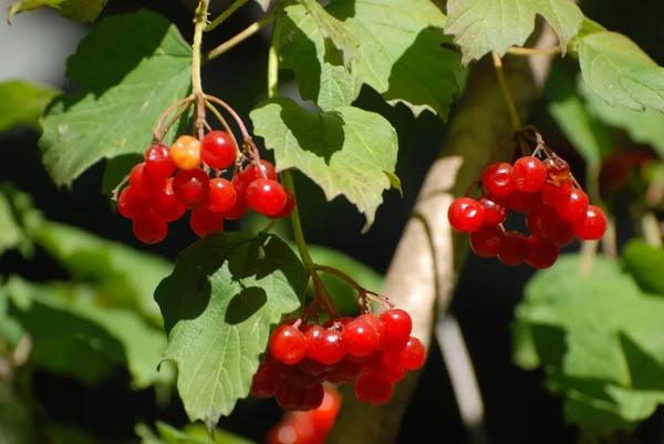 常见蘑菇 红醋栗 Latin Viburnum Opulus — 图库照片