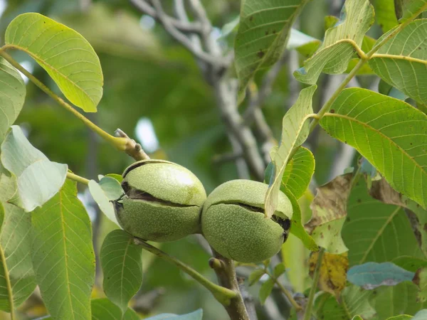 Ceviz ceviz (Ayrıca ceviz Yunanca, Juglans regia L.)